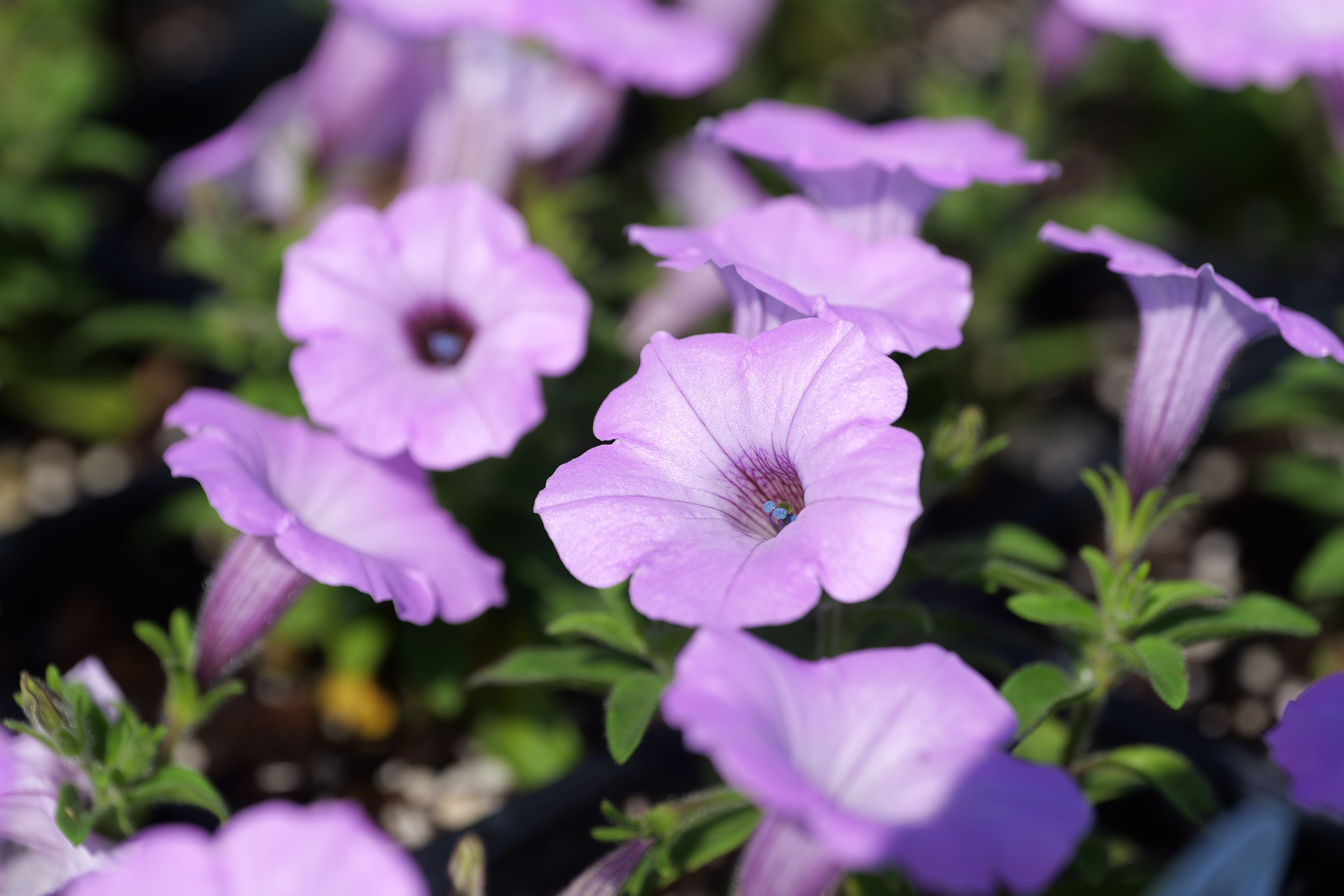 Try something different for cool-season color